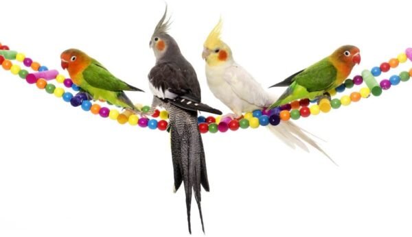 Ladder Toys for Birds